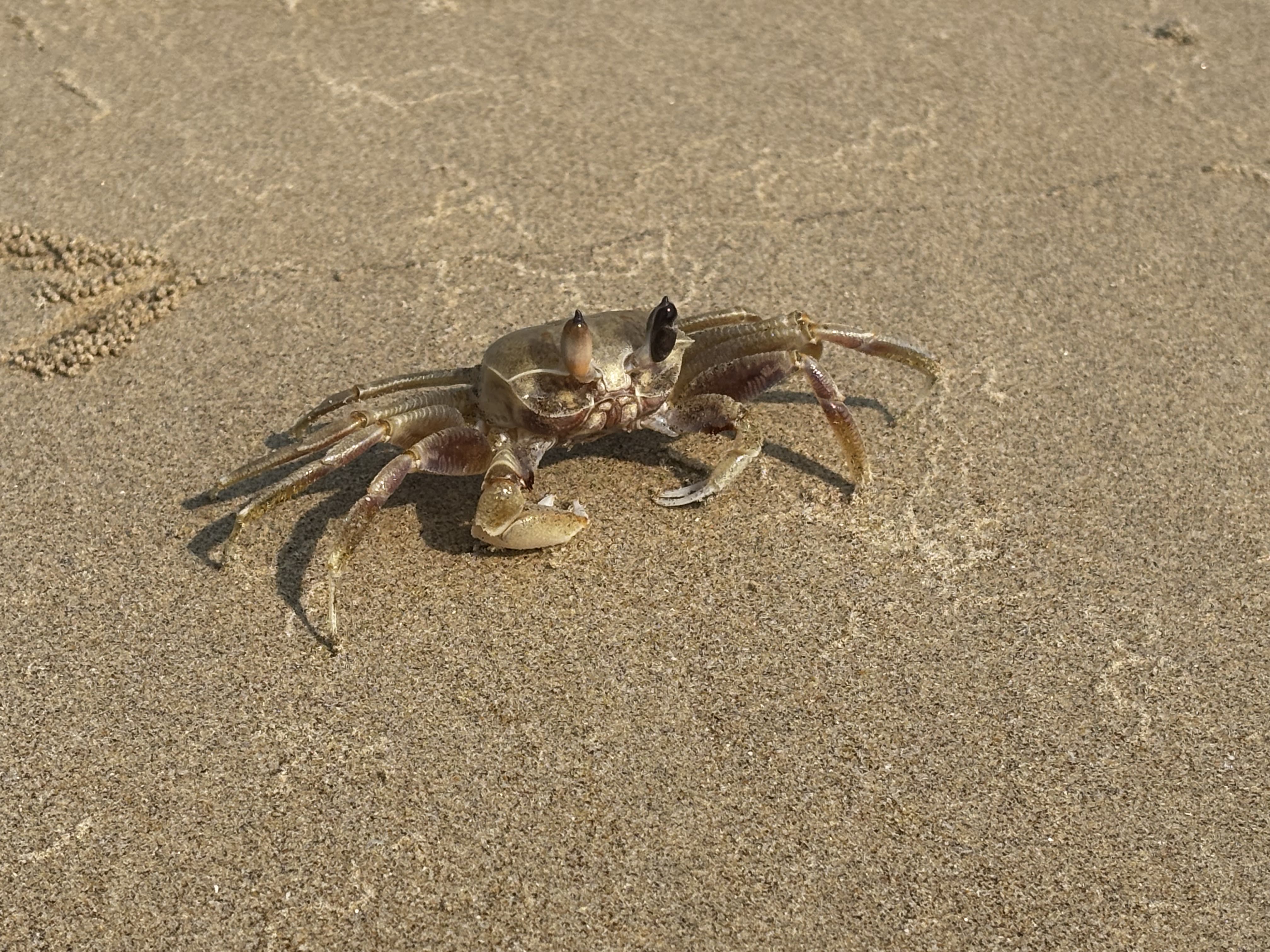 Wildlife memory 1