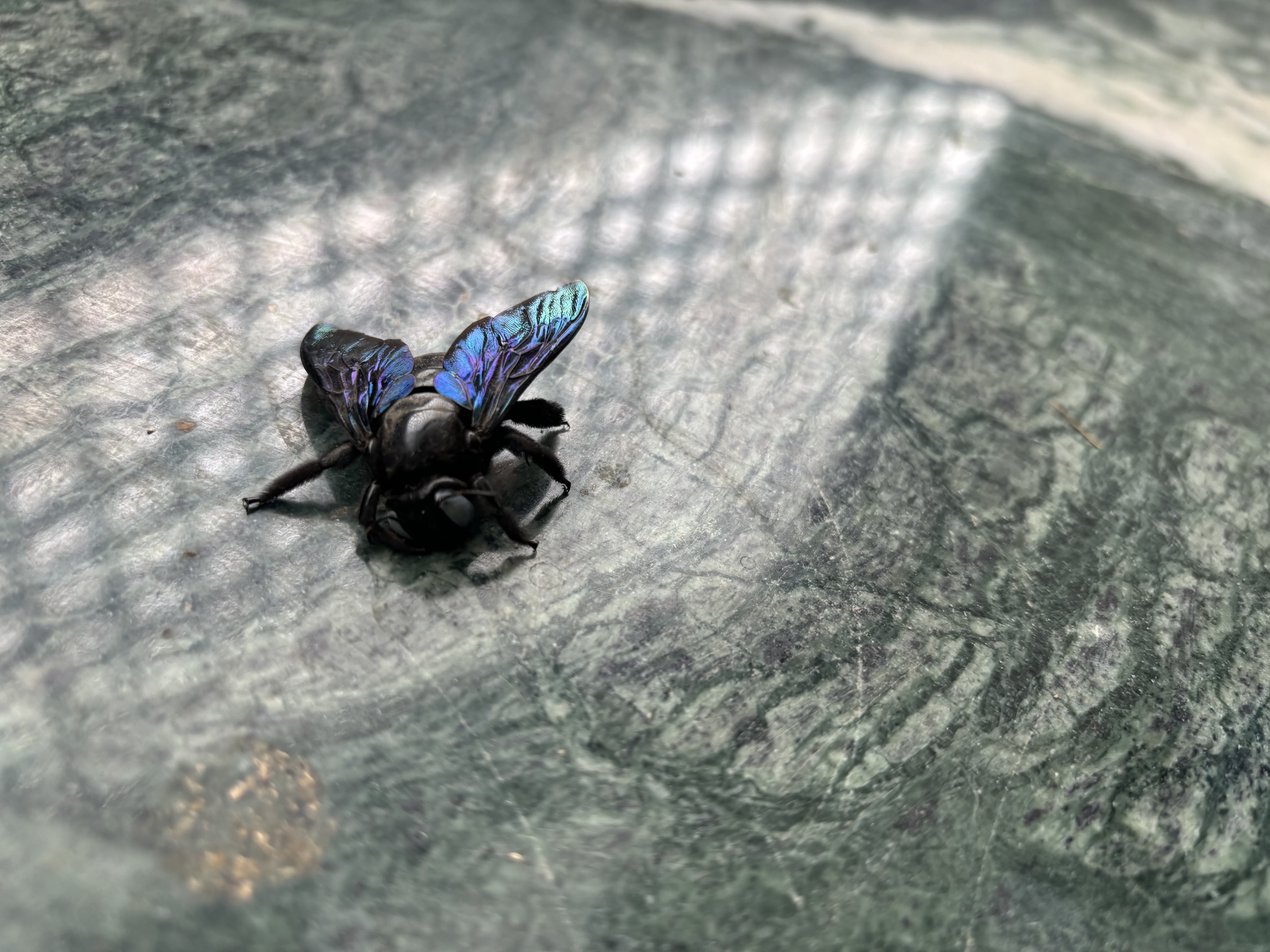 Wildlife memory 3
