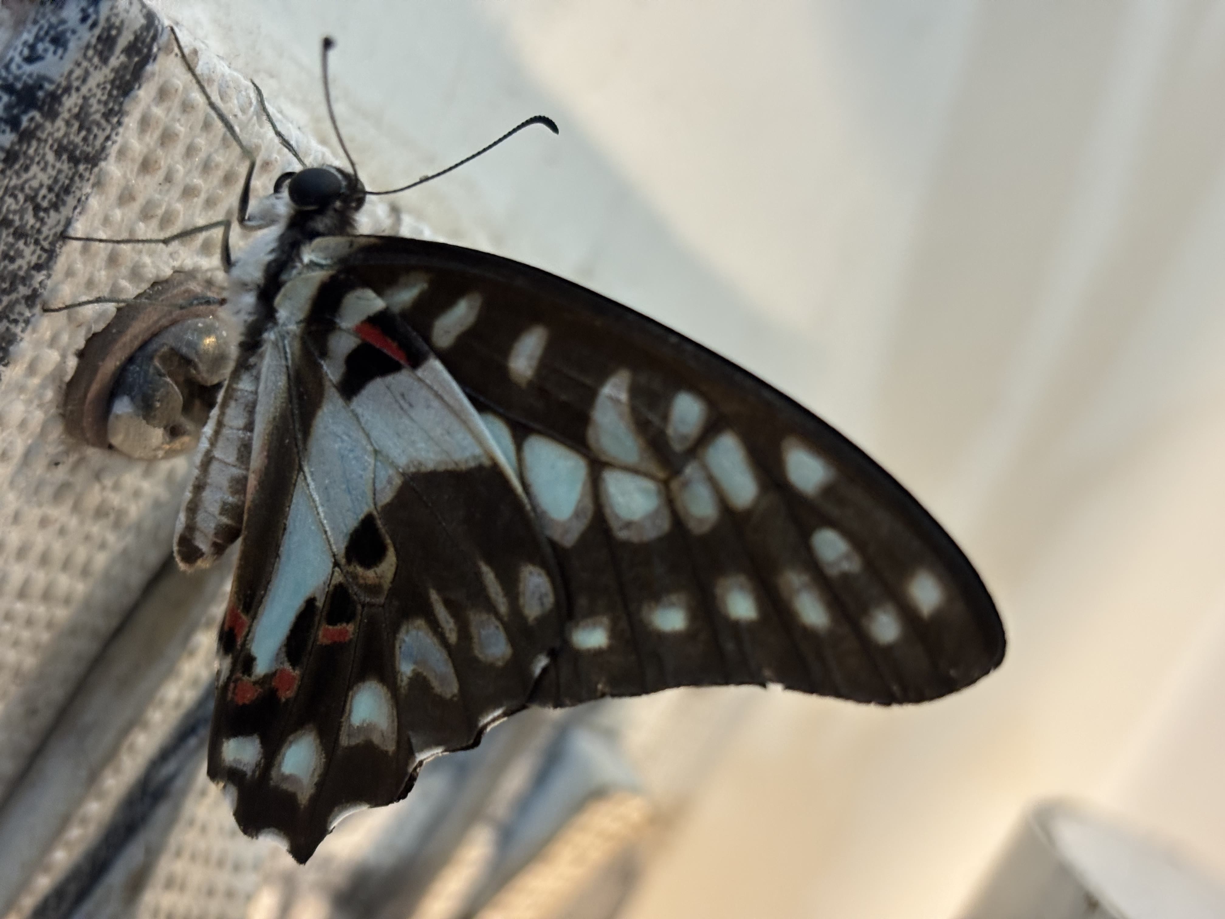 Wildlife memory 4