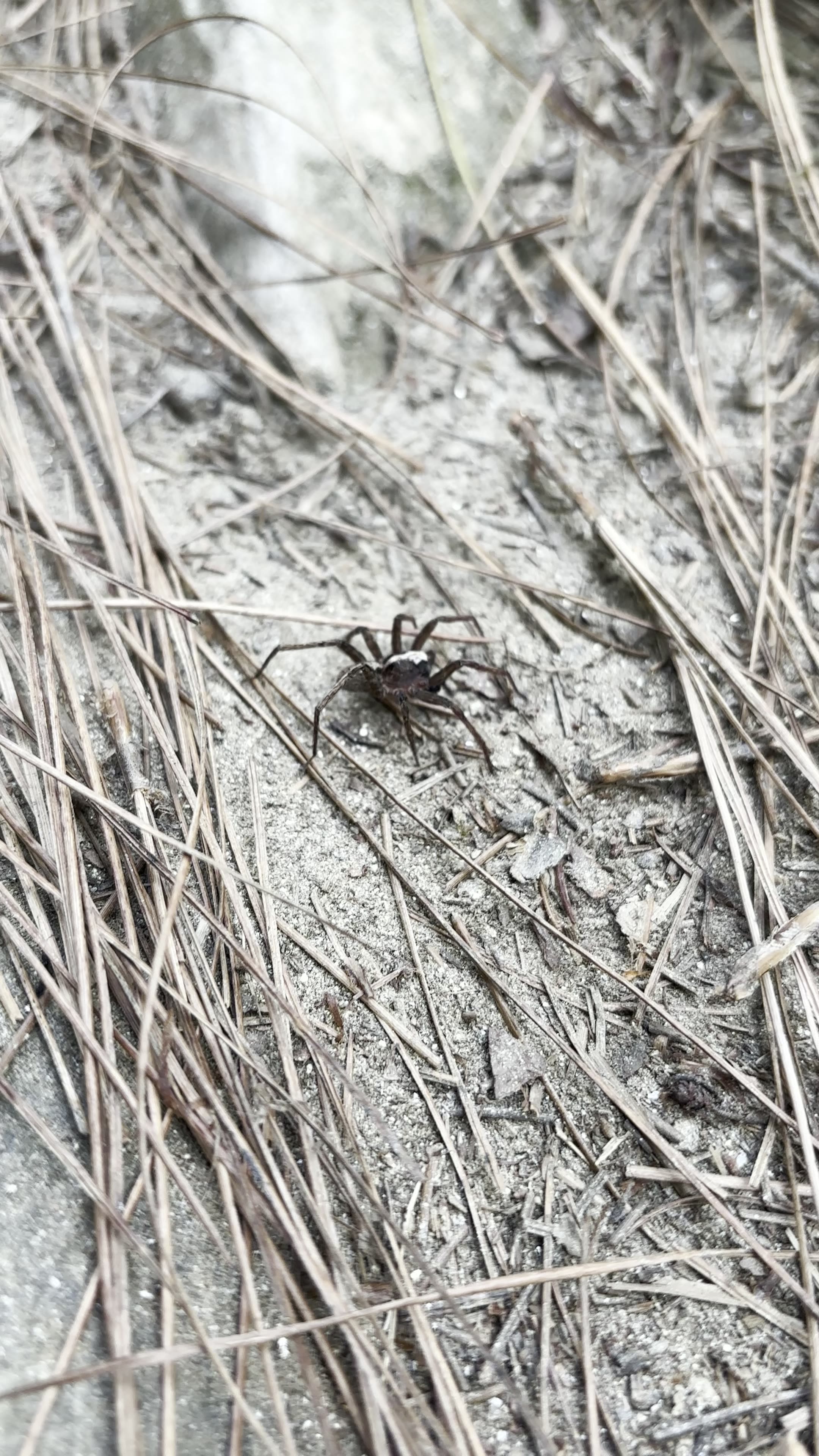 Wildlife memory 6
