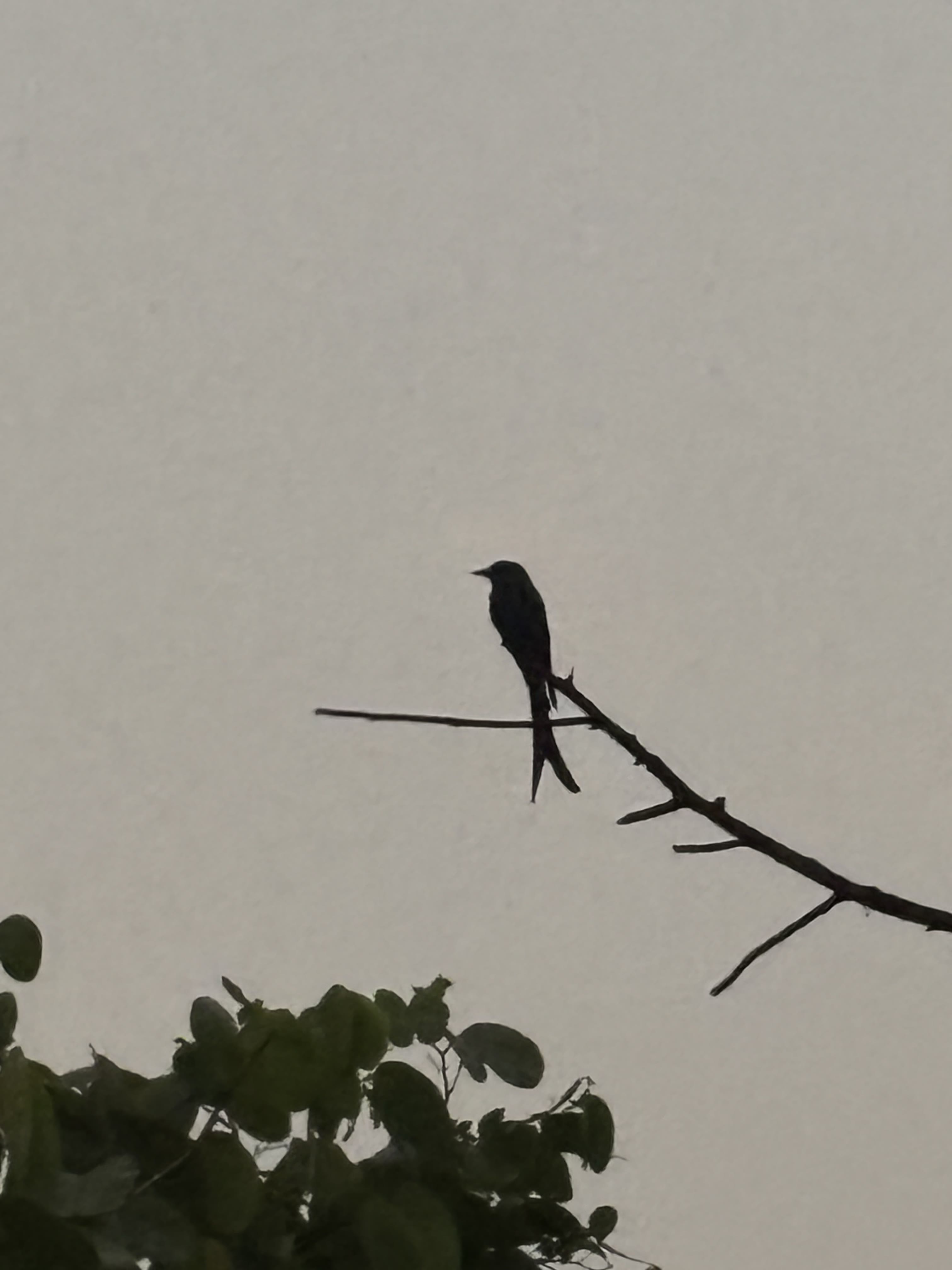 Wildlife memory 7
