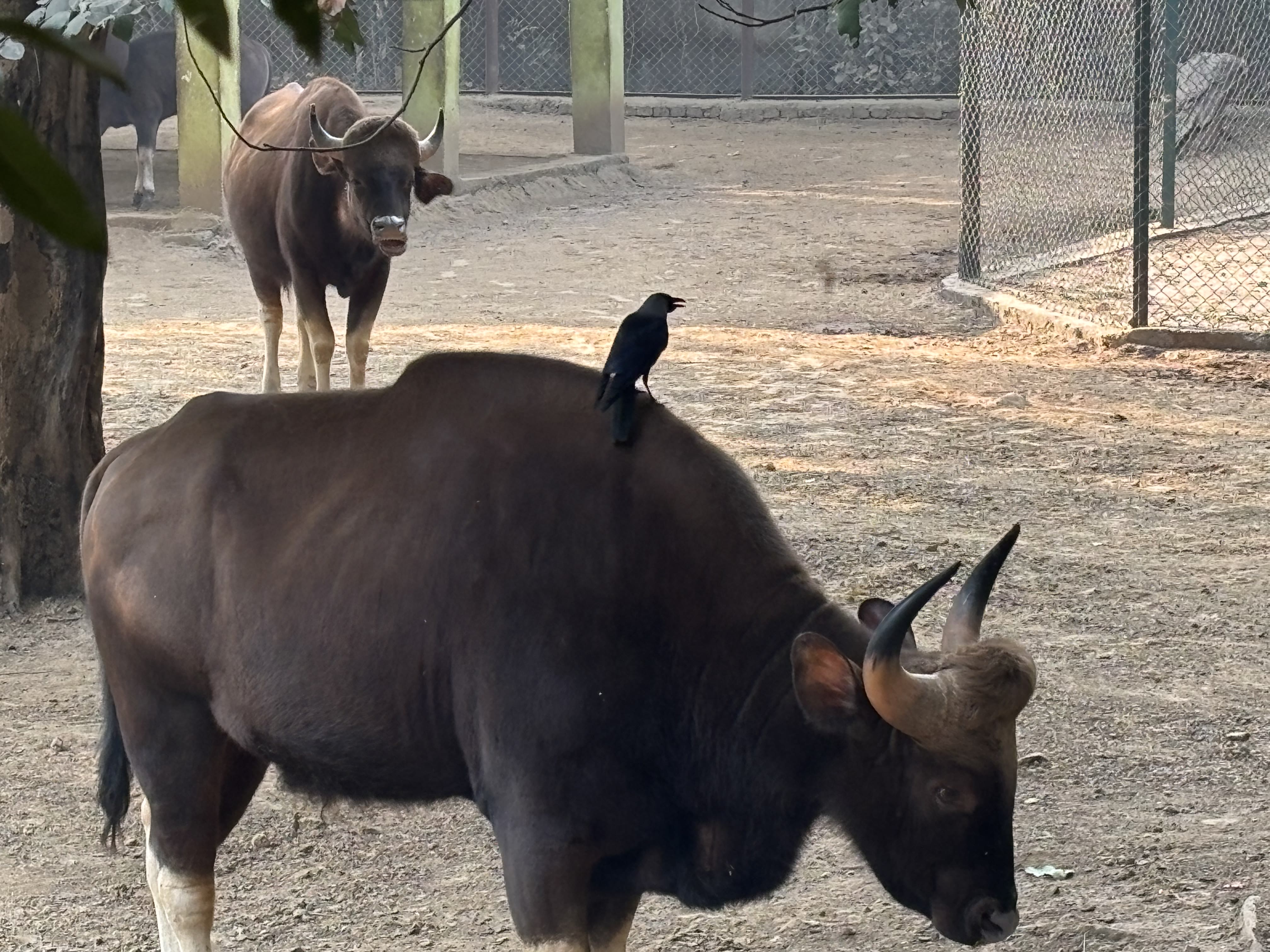 Wildlife memory 8