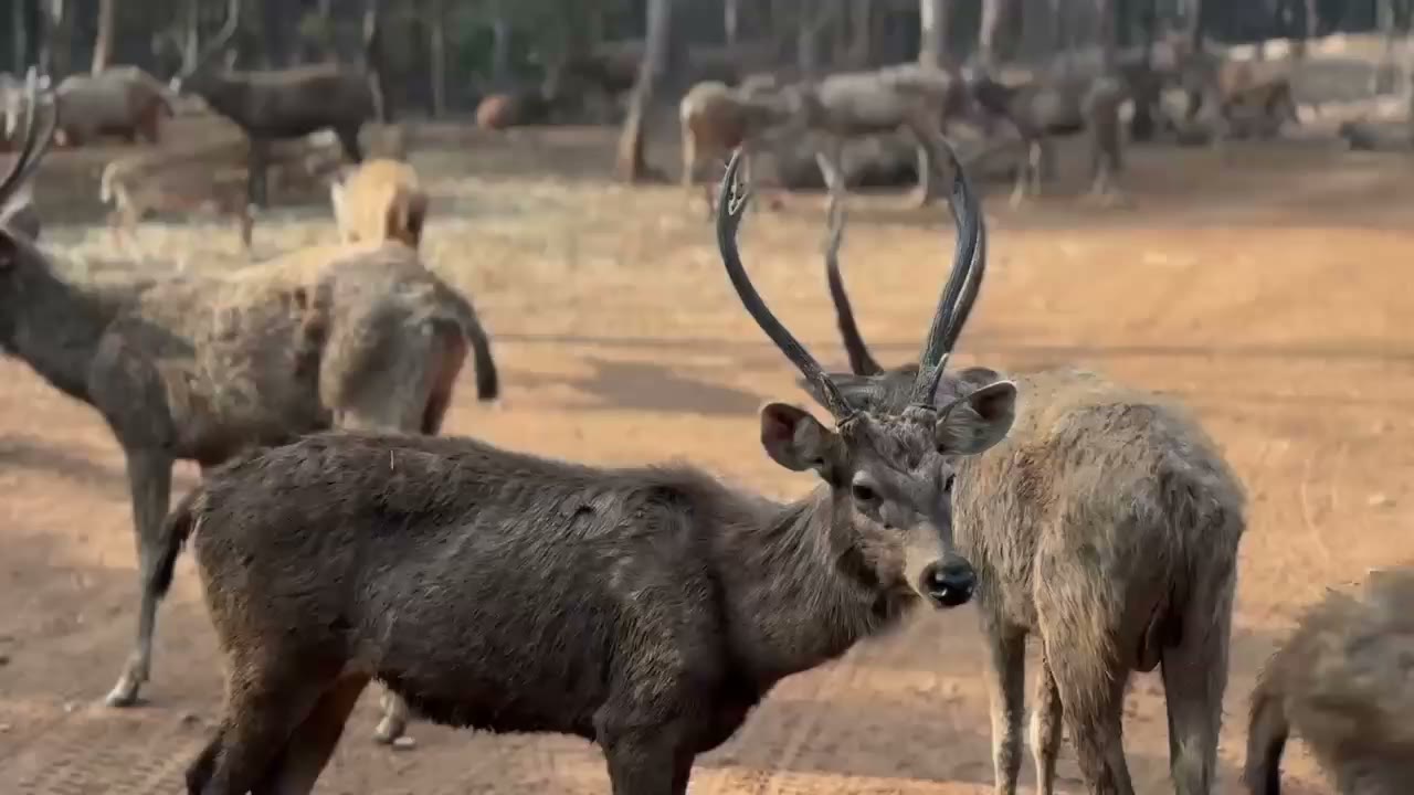 Wildlife memory 9